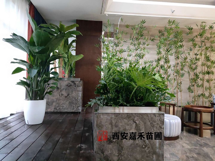 西安綠植租賃養(yǎng)護標準|嘉禾苗圃 西安綠植租賃養(yǎng)護標準|嘉禾苗圃