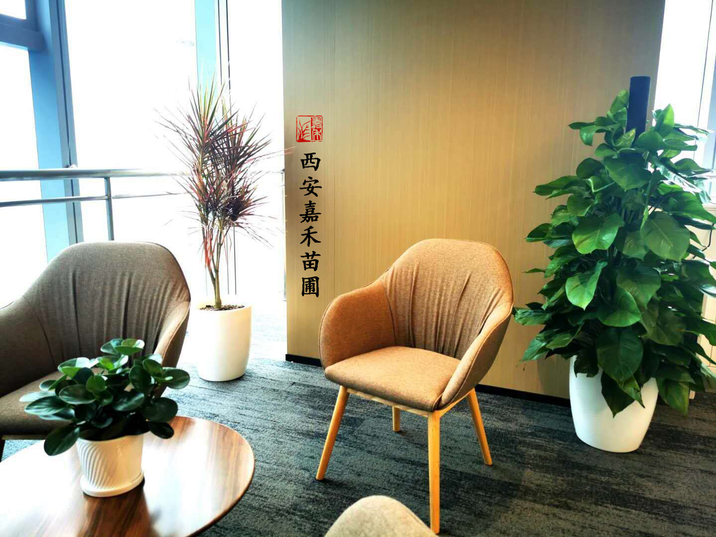 西安綠植租賃服務(wù)制度及管理|嘉禾苗圃 西安綠植租賃服務(wù)制度及管理|嘉禾苗圃