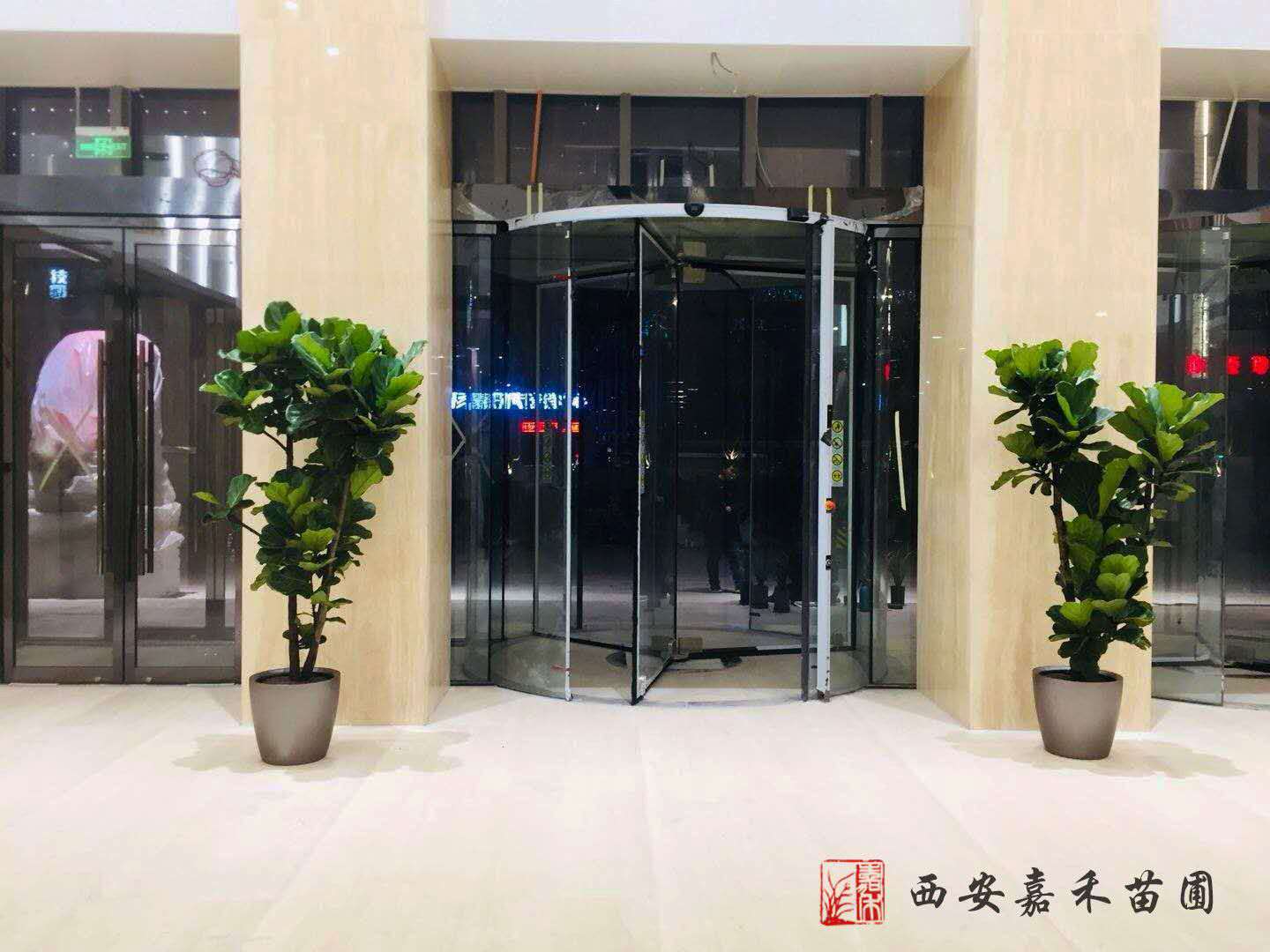 西安琴葉榕租賃|嘉禾苗圃 西安琴葉榕租賃|嘉禾苗圃