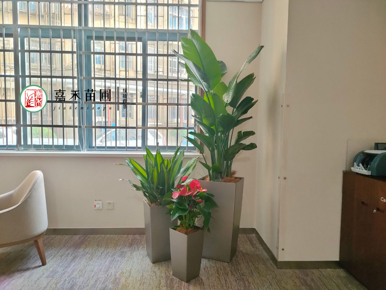 西安4S店綠植租賃|嘉禾苗圃 西安4S店綠植租賃|嘉禾苗圃