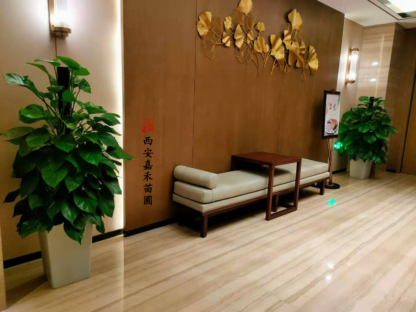 西安售樓部綠植租賃|嘉禾苗圃 西安售樓部綠植租賃|嘉禾苗圃