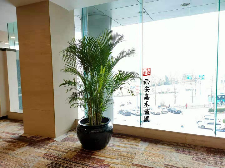 西安花卉租賃服務承諾|嘉禾苗圃 西安花卉租賃服務承諾|嘉禾苗圃