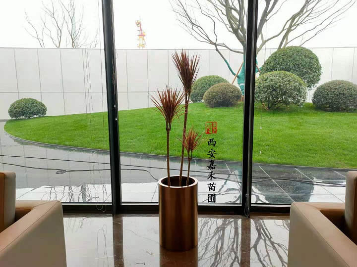 西安常見植物功效|嘉禾苗圃