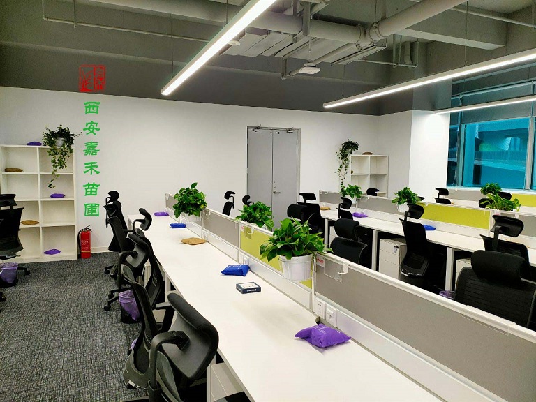 西安辦公室綠植租擺多少錢|嘉禾苗圃