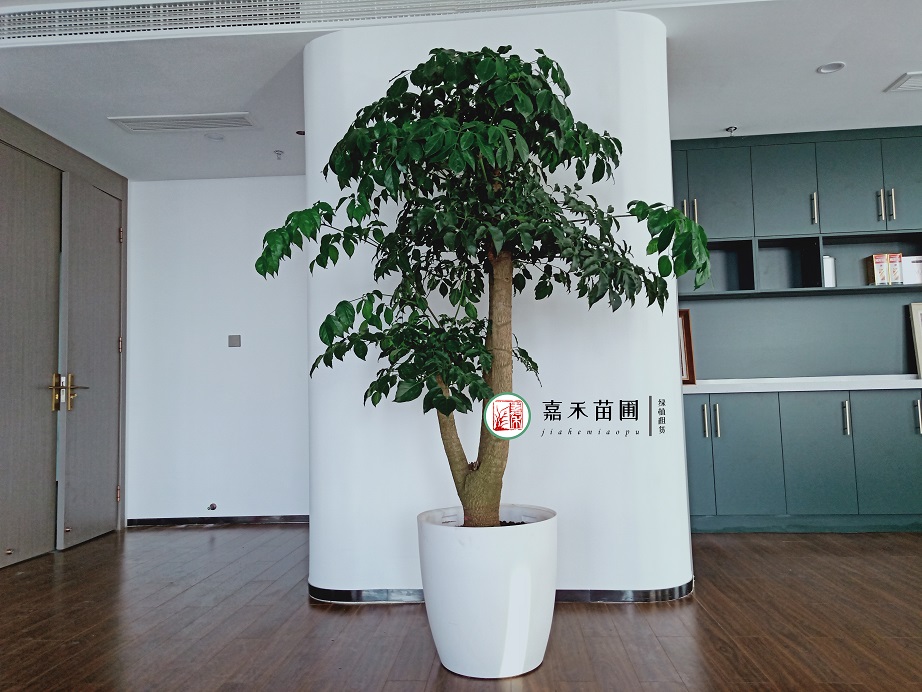 西安大型寫字樓綠植租賃價格|嘉禾苗圃