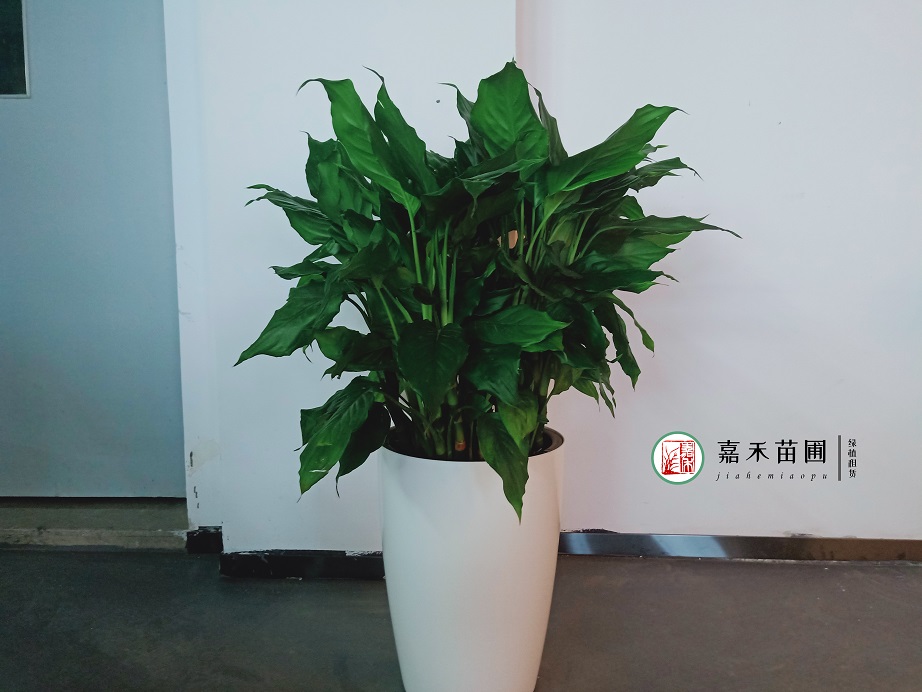 西安花卉租賃病蟲(chóng)害|嘉禾苗圃