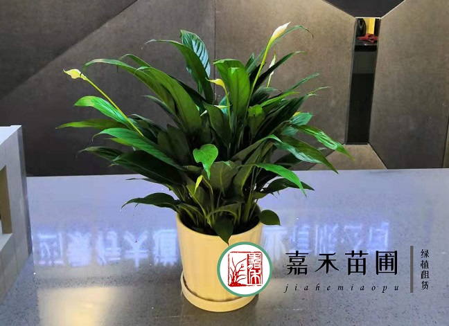 西安辦公室綠植租擺|嘉禾苗圃