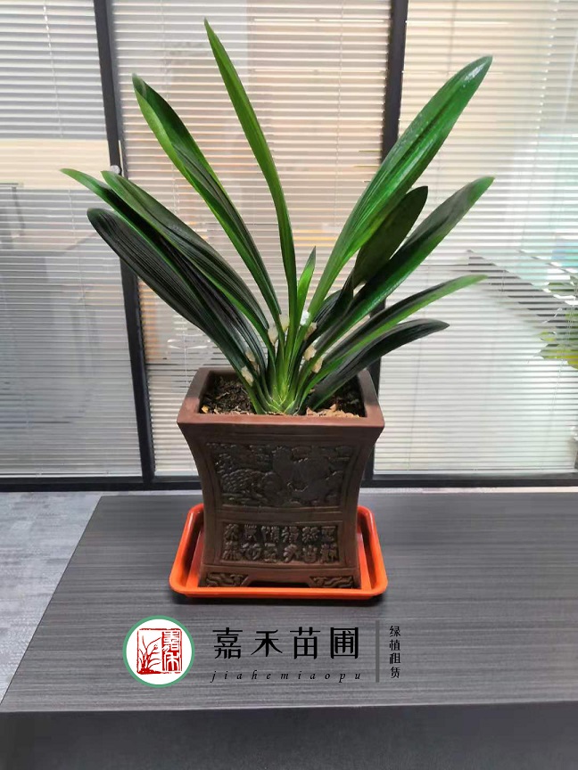 西安君子蘭租賃|嘉禾苗圃