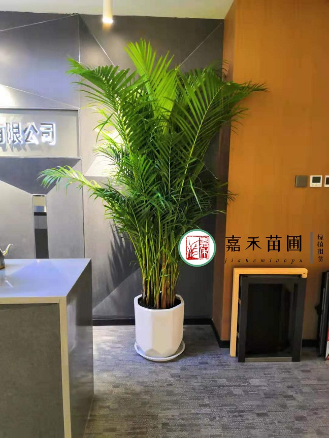 西安散尾葵綠植租賃|嘉禾苗圃