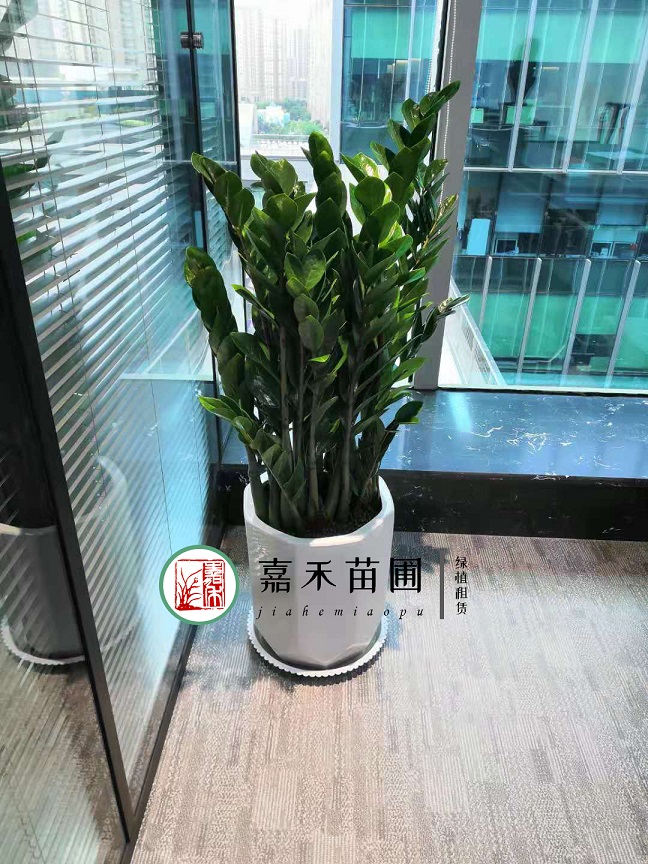 西安金錢樹綠植租賃|嘉禾苗圃