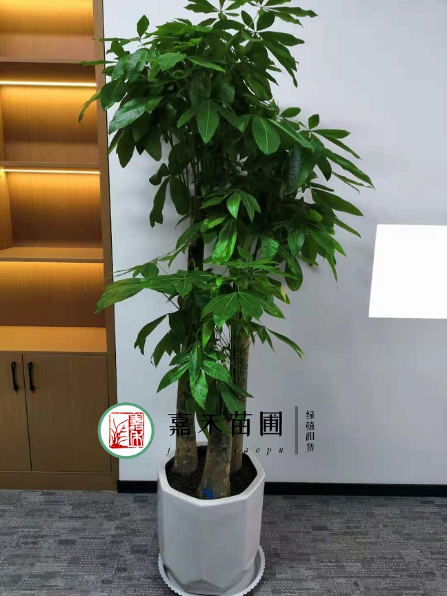 西安發(fā)財(cái)樹綠植租賃|嘉禾苗圃