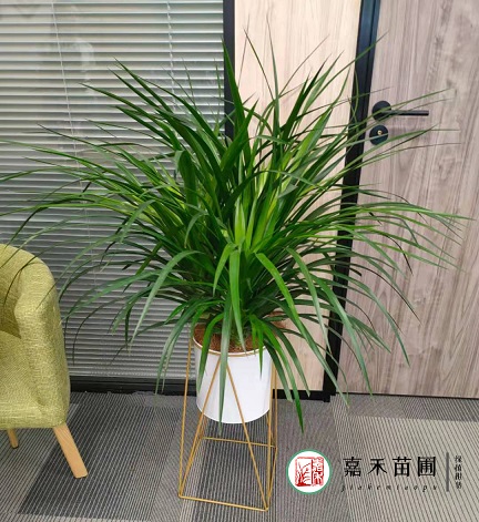 西安綠植自助租賃|嘉禾苗圃