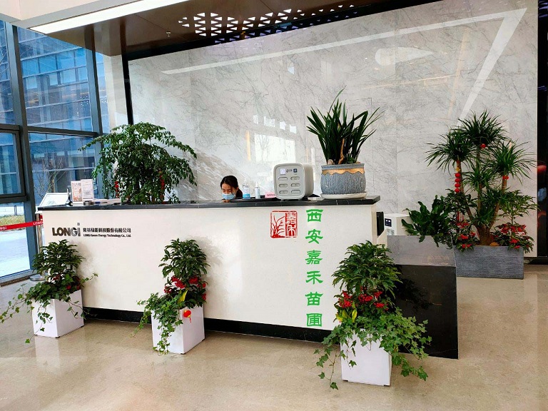 西安靠譜綠植租賃公司|嘉禾苗圃