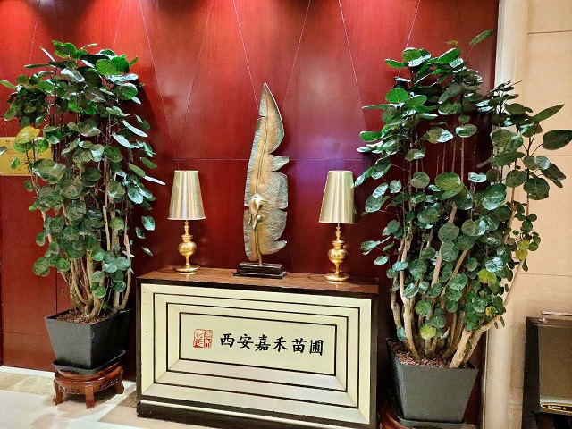 西安福祿桐租賃|西安嘉禾苗圃