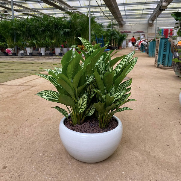 西安綠植租賃青紋竹芋|西安嘉禾苗圃