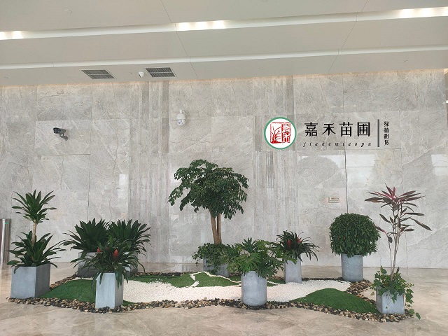 西安商場花卉租賃|西安嘉禾苗圃 西安商場花卉租賃|西安嘉禾苗圃