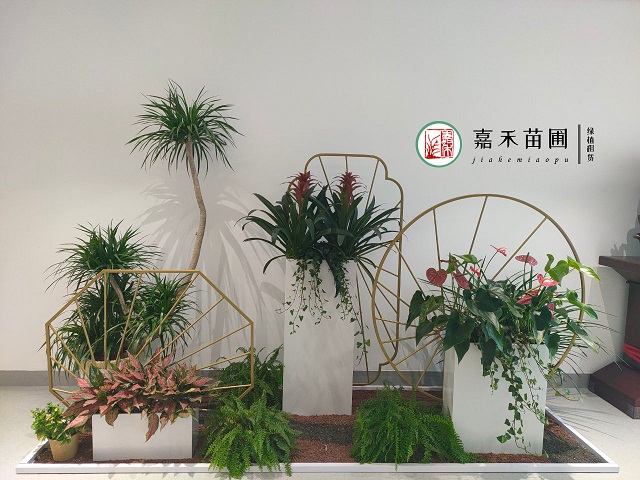 西安商場(chǎng)綠植租擺|西安嘉禾苗圃 西安商場(chǎng)綠植租擺|西安嘉禾苗圃