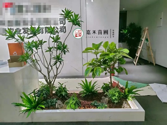 西安綠植租擺租賃|嘉禾苗圃 西安綠植租擺租賃|嘉禾苗圃