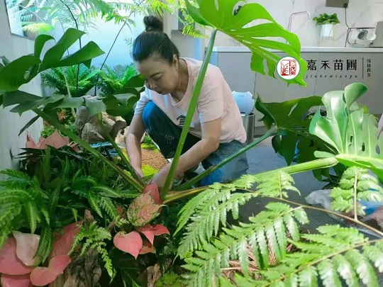 西安花卉租賃專業(yè)養(yǎng)護(hù)|嘉禾苗圃 西安花卉租賃專業(yè)養(yǎng)護(hù)|嘉禾苗圃