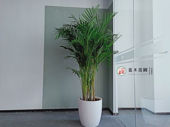 西安綠植租賃夏威夷椰子|嘉禾苗圃