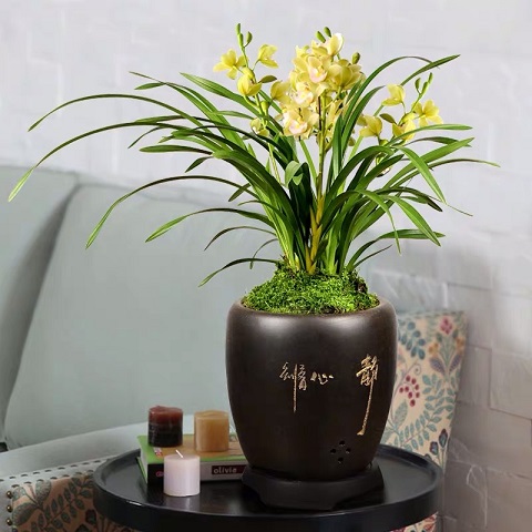 西安花卉租賃墨蘭|嘉禾苗圃