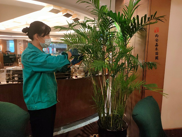 西安綠植租擺秋冬養(yǎng)護(hù)|嘉禾苗圃