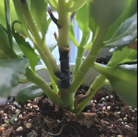 長壽花黑桿|西安嘉禾苗圃