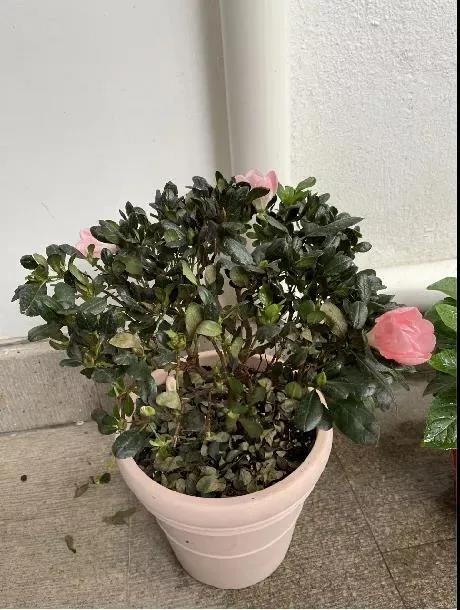 杜鵑花澆水后掉葉子|西安嘉禾苗圃