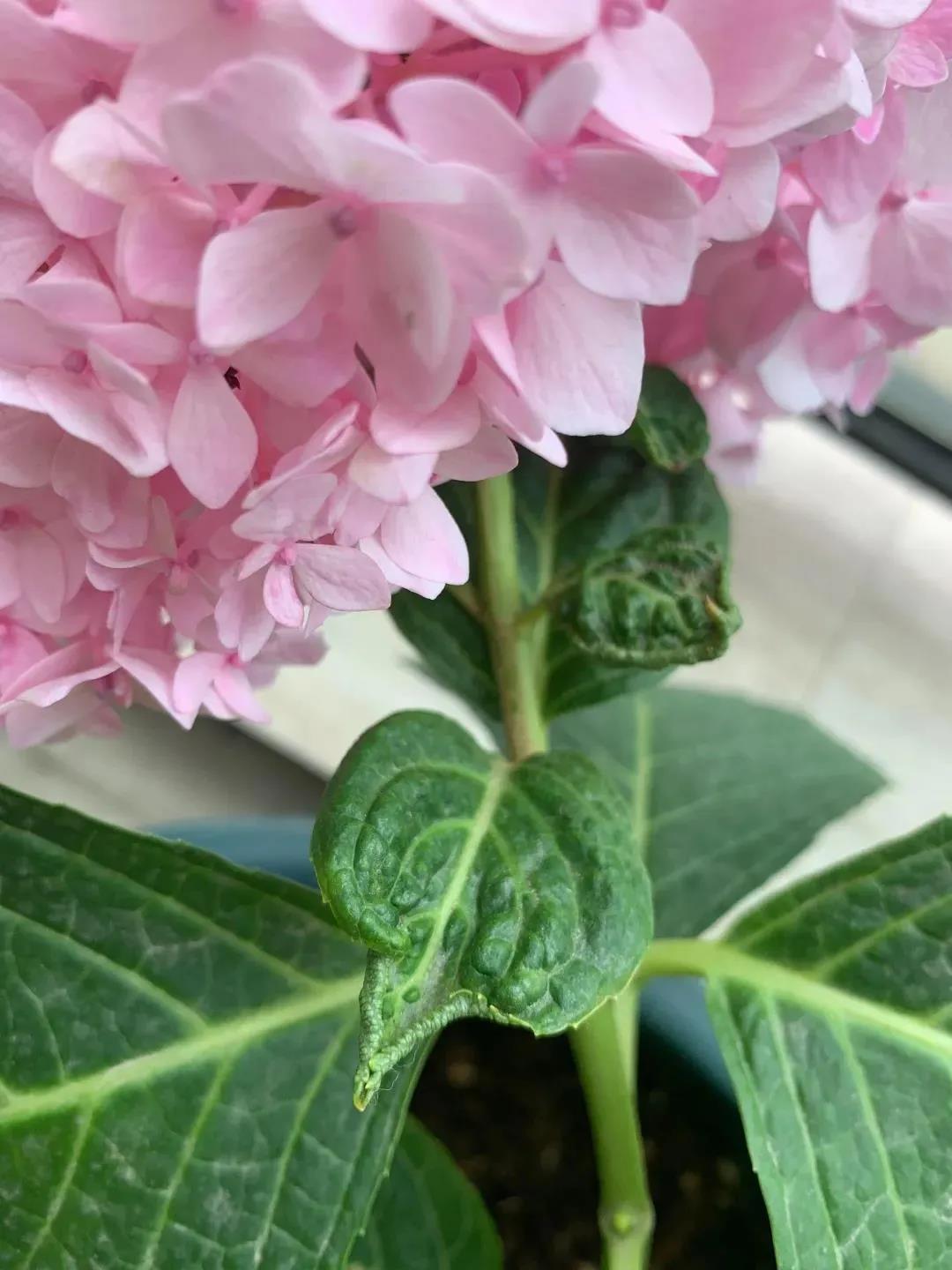 繡球花新葉卷縮|西安嘉禾苗圃