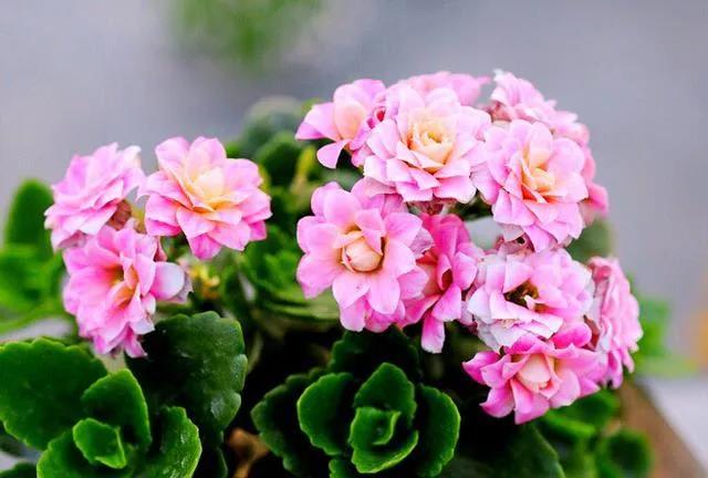 西安花卉租賃長壽花|西安嘉禾苗圃