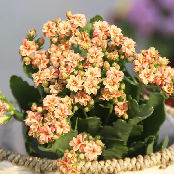 西安花卉租擺長壽花|西安嘉禾苗圃