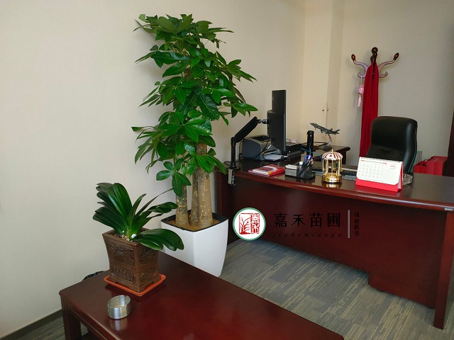 西安辦公室花卉綠植租賃|嘉禾苗圃