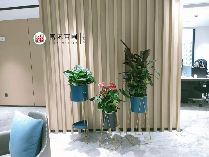 西安酒店花卉綠植租擺公司|嘉禾苗圃