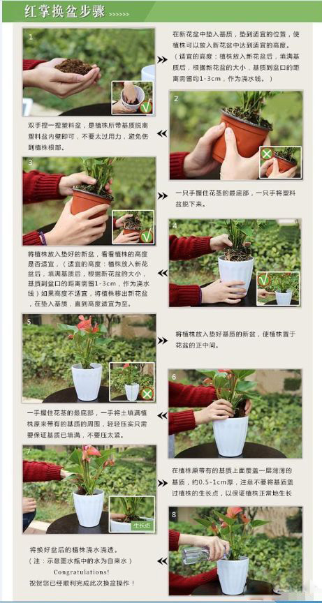 西安花卉租賃|西安嘉禾苗圃