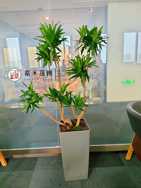 西安綠植租擺效果圖|嘉禾苗圃 西安綠植租擺效果圖|嘉禾苗圃