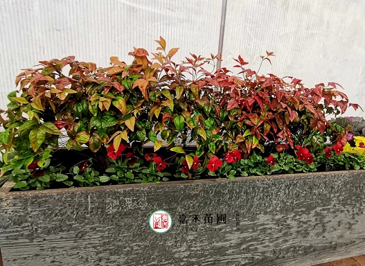 西安室外花槽景觀設(shè)計|西安嘉禾苗圃