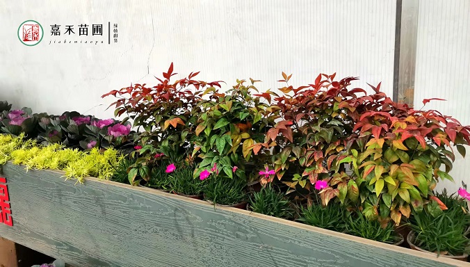 西安花槽景觀方案|西安嘉禾苗圃