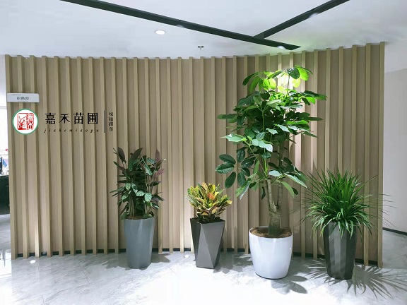 西安室內(nèi)綠植租擺因素|西安嘉禾苗圃