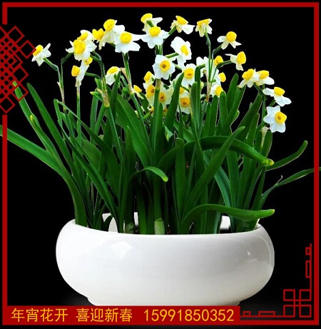 西安水仙花卉租賃|西安嘉禾苗圃