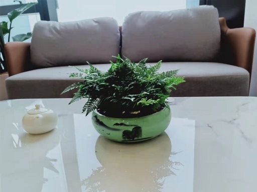 西安綠植租賃狼尾蕨|西安嘉禾苗圃