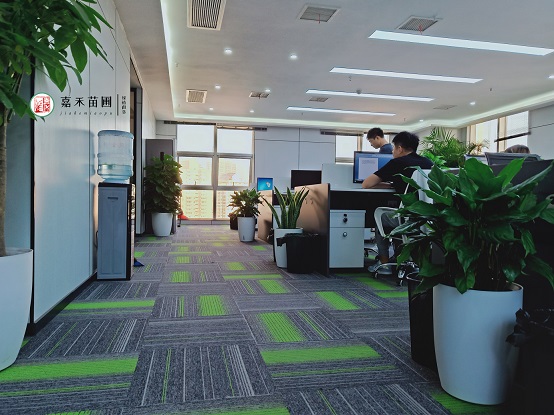 西安辦公室綠植租賃公司|西安嘉禾苗圃