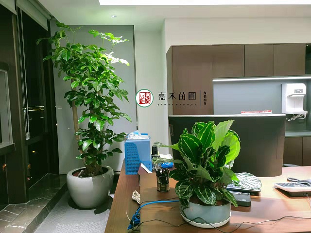 西安綠植租擺公司|西安嘉禾苗圃 西安綠植租擺公司|西安嘉禾苗圃