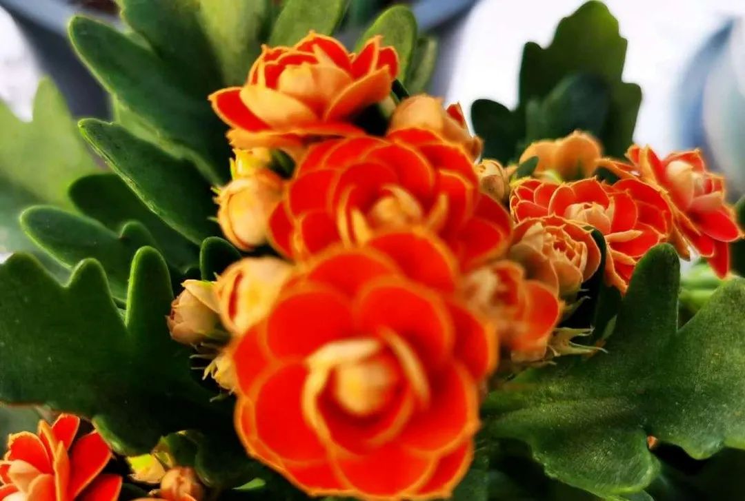 西安花卉租擺植物|西安嘉禾苗圃