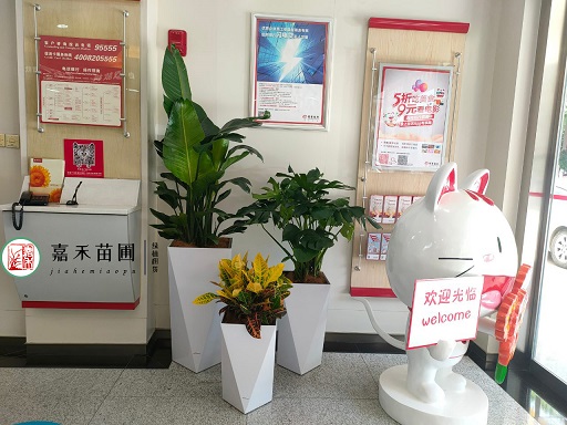 西安銀行綠植花卉租賃公司|西安嘉禾苗圃 西安銀行綠植花卉租賃公司|西安嘉禾苗圃