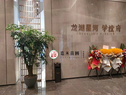 西安花卉綠植租賃價(jià)格|西安嘉禾苗圃