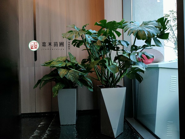 西安高端花卉綠植租賃|西安嘉禾苗圃 西安高端花卉綠植租賃|西安嘉禾苗圃