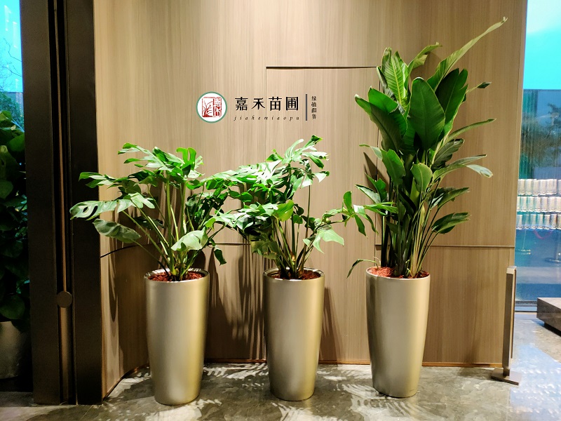 西安花卉綠植租賃方案|西安嘉禾苗圃 西安花卉綠植租賃方案|西安嘉禾苗圃