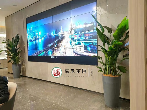 西安辦公室花卉綠植租擺公司|西安嘉禾苗圃 西安辦公室花卉綠植租擺公司|西安嘉禾苗圃