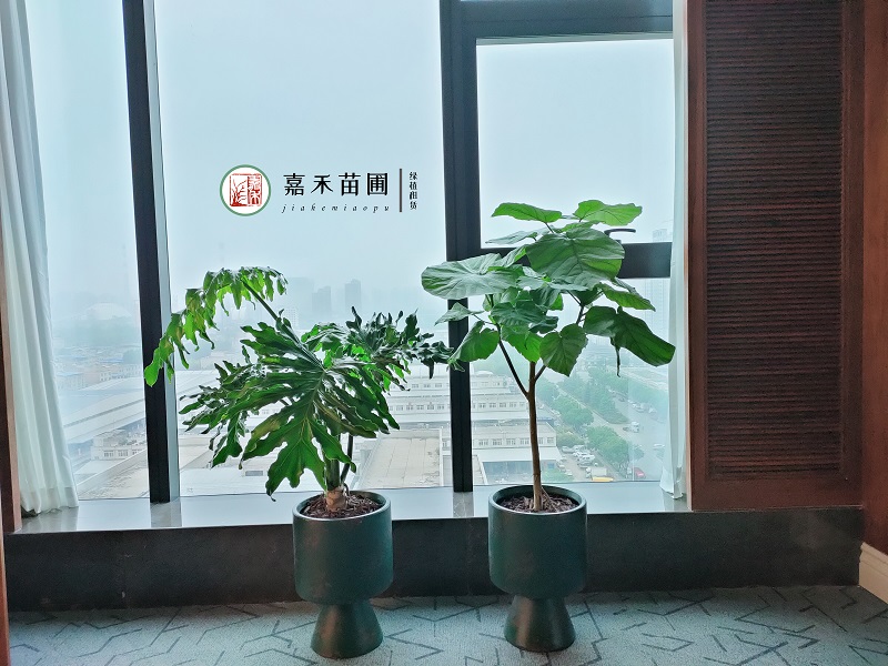 西安高端花卉綠植租賃|西安嘉禾苗圃