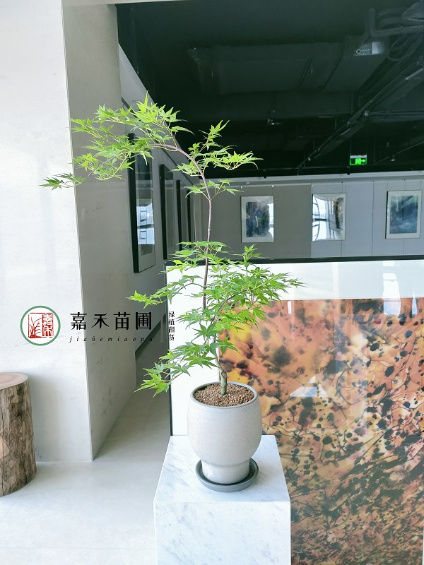 西安花卉綠植租賃高端設(shè)計(jì)|西安嘉禾苗圃